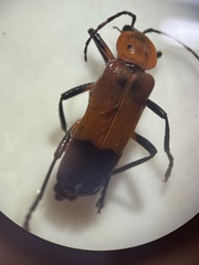 Chauliognathus profundus