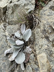 Brachyglottis haastii