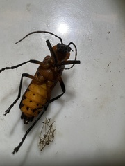 Chauliognathus profundus