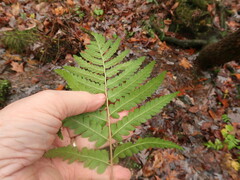 Dryopteris ludoviciana