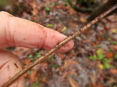 Dryopteris ludoviciana
