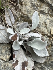 Brachyglottis haastii