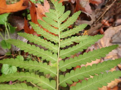 Dryopteris ludoviciana