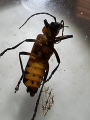 Chauliognathus profundus