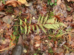 Dryopteris celsa