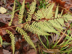 Dryopteris celsa