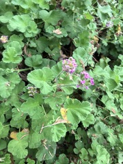 Pelargonium capitatum