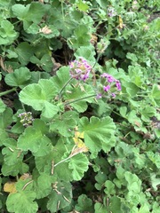 Pelargonium capitatum