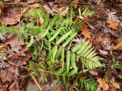 Dryopteris ludoviciana