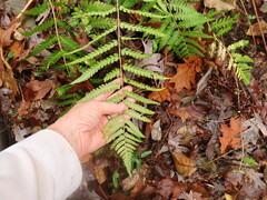 Dryopteris ludoviciana