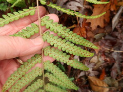 Dryopteris ludoviciana