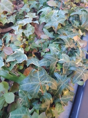 Hedera algeriensis