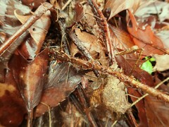 Dryopteris ludoviciana