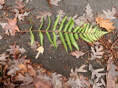 Dryopteris ludoviciana