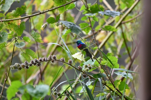 Red-chested Sunbird