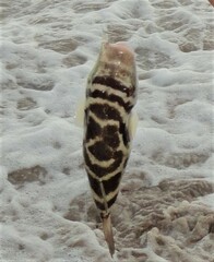 Sphoeroides annulatus