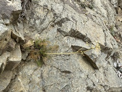 Anisotome brevistylis