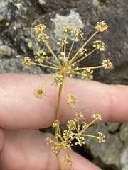 Anisotome brevistylis