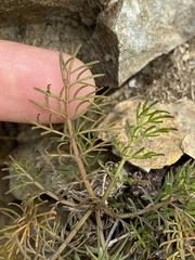 Anisotome brevistylis