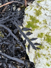 Carpophyllum maschalocarpum