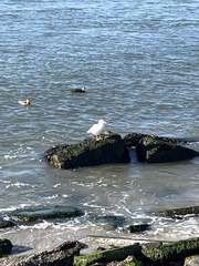 Larus argentatus