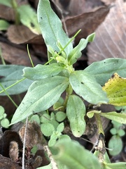 Spigelia hedyotidea