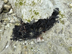 Carpophyllum maschalocarpum