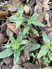 Spigelia hedyotidea