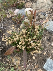 Caryophyllaceae