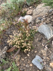 Caryophyllaceae