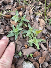 Spigelia hedyotidea