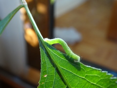 Chrysodeixis chalcites