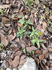 Spigelia hedyotidea