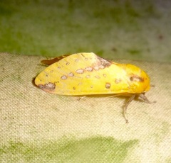 Symphlebia