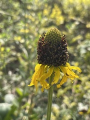Rudbeckia texana