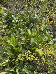 Rudbeckia texana