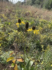 Rudbeckia texana