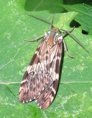 Phaegoptera