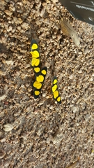 Cyllopoda jatropharia
