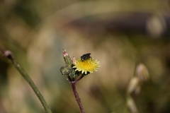 Asemosyrphus mexicanus