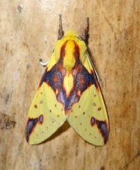 Symphlebia