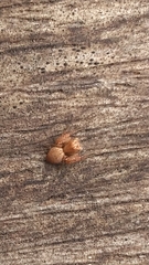 Hamataliwa