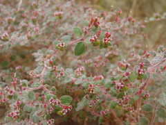 Euphorbia arizonica