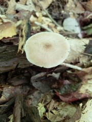 Pluteus hongoi