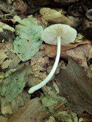 Pluteus hongoi