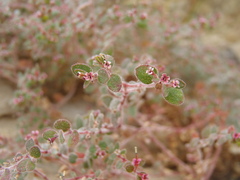 Euphorbia arizonica