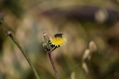 Asemosyrphus mexicanus