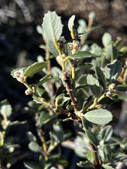 Ceanothus perplexans