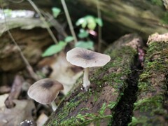 Pluteus septocystidiatus