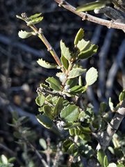 Ceanothus perplexans